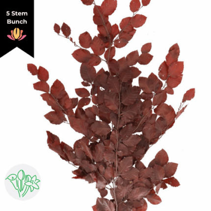 Dried Copperbeach Red arlotti