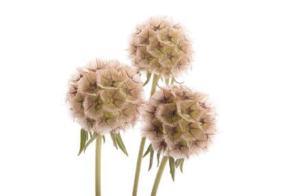 Scabiosa Pods much