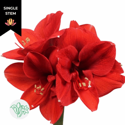 Amaryllis Ferrari  Red holl (stem)