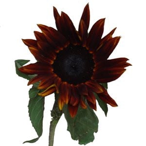 Sunflower Chocolate coast