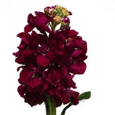 Stock Burgundy misty