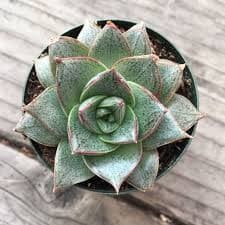 Succulent Purpureum holl(STEM)