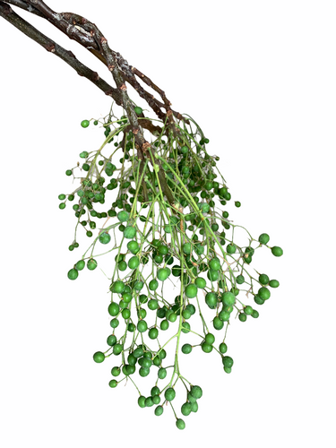 China Berry Green tutuli