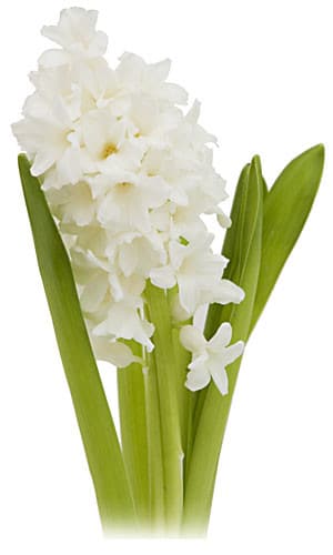 HYACINTH white canada