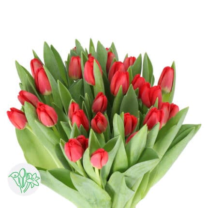 Tulip Antarctica Fire holl xtra