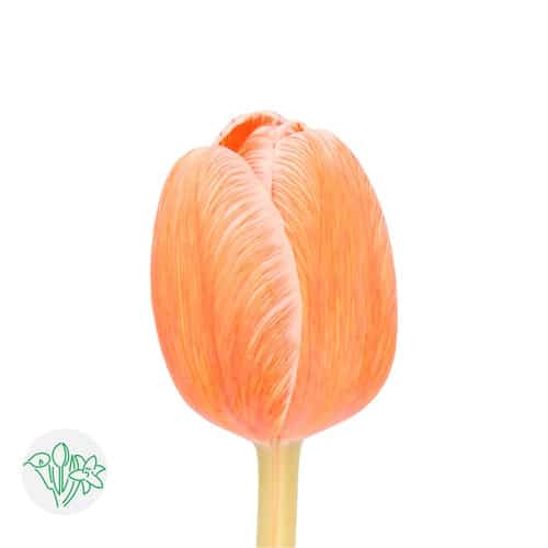 5803e6cf-57c9-4fa9-9d33-b818d131490f.jpg Tulip Painted Salmonies holl - Image 1