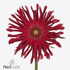 Gerbera Pasta Diavola holl(25s