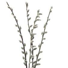 PussyWillow 5ft cramer