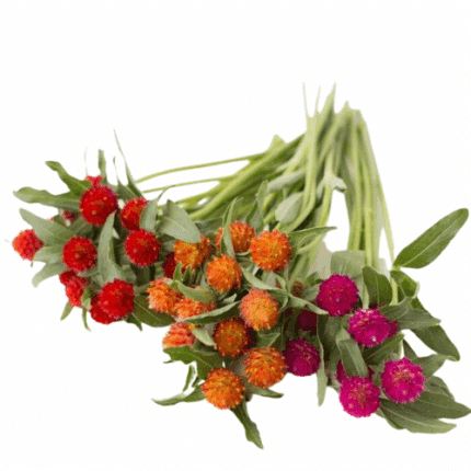 Goomphrena Mix x5