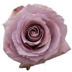 Rose Cool Down 60cm tessa