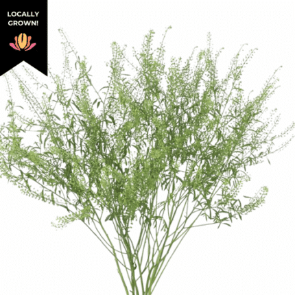 Lepidium(Persian Cress) cramer