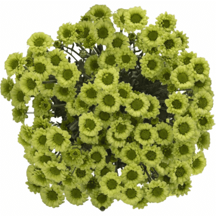 Pom Micro Daisy Green Gallera