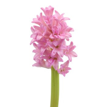 Hyacinth SplendidCornell holl