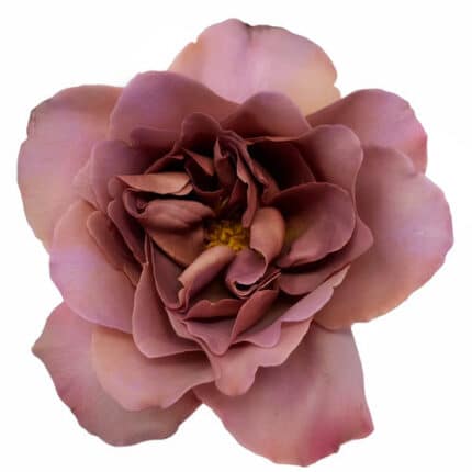 Rose Cafe Latte Gdn holl(12)