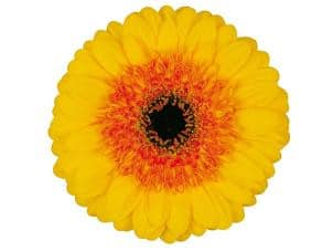 Gerbmini goldstar(yellow orang