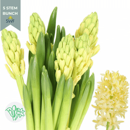 Hyacinth Yellow holl - HYA YELLOW