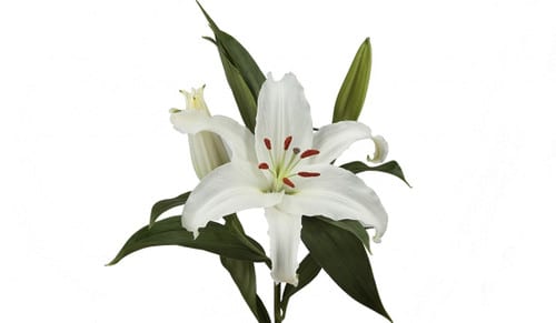 5850875d-c19d-4e85-9de9-5b145c9352dd.jpg Lily Sisto ob 3bl - Image 1