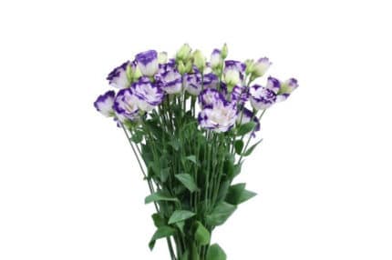 Lisianthus Dbl White Purple edge flboard