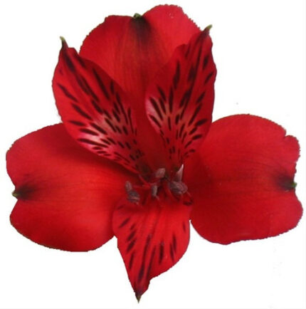 Alstro Nadya prem cont red
