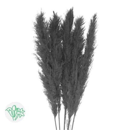Dried Cortaderia Black holl