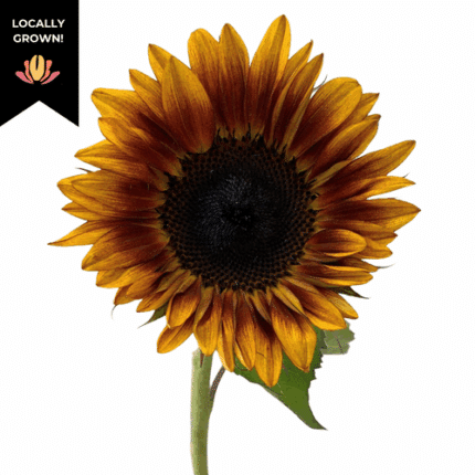 Sunflower Sundown cramer