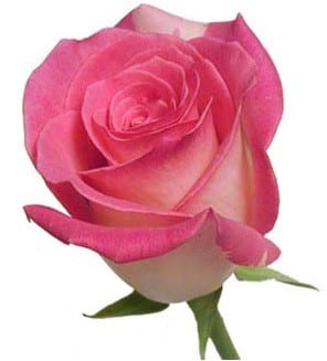 Rose Rossini 70cm rfi