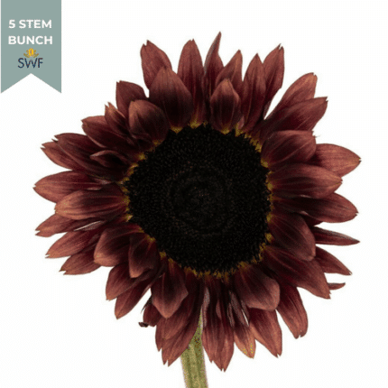 Sunflowers Mahogany tutuli(5st