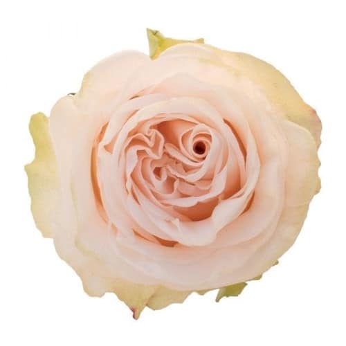 58a3bdd3-0c41-4b2f-b6bb-9e92b781c3e5.jpg Rose Garden Spirit 50cm naranj - Image 1