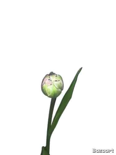 Tulip Dbl Love you holl