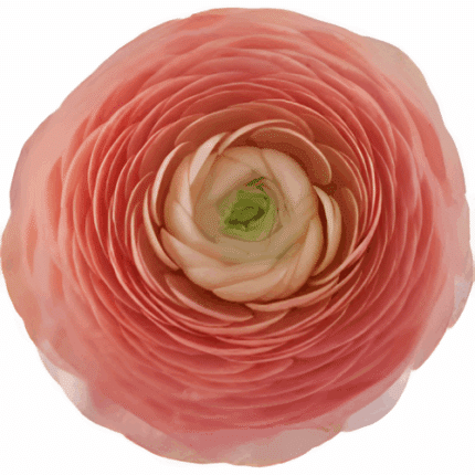 Ranunculus Elegance Salmon Tes