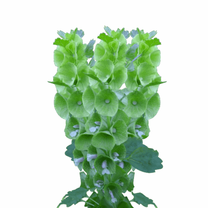 Bells 80/90cm f.c.