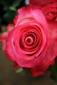 HIGH&CANDY(PINK)40 florisma