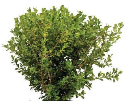 Japanese boxwood reg