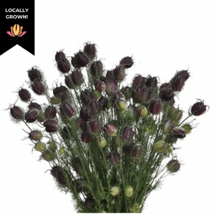 Nigella plumloco cramer