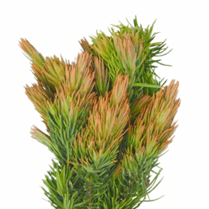 Retzia Capensis holex 10st