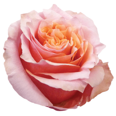 Rose Mayra Peach holex(12st)
