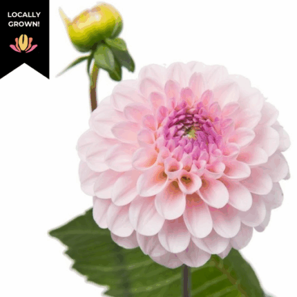 Dahlia Wizard of Oz Cramer