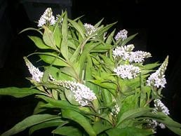 Lysomachia White holex
