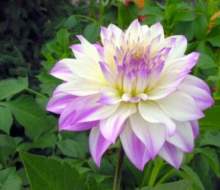DAHLIA v.d. fushia wht