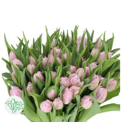 Tulip Dbl Soft Price holl