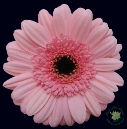 Gerber pink canada