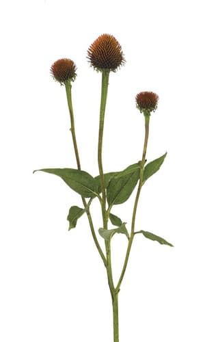 Echinchea Cone cramer