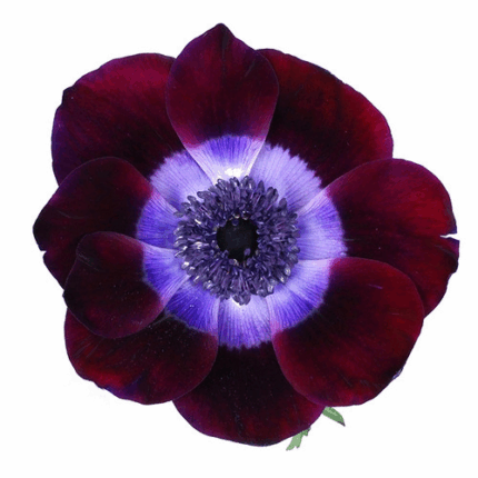 Anemone Wine battenfield