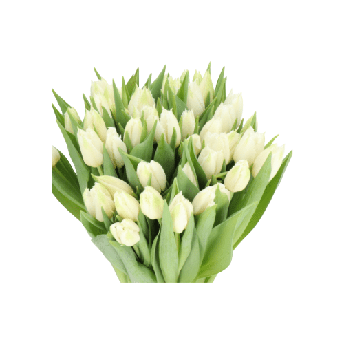 5938a23e-5dc0-4eb9-b549-1ad881056757.png Tulip Frill Cricko holl - Image 1