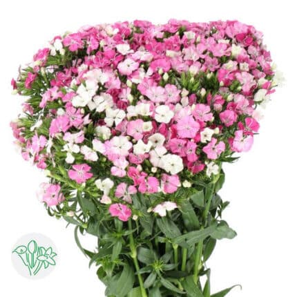 Dianthus Amazon Rose Magic hol