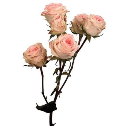 RoseSpray AntaraFolies rfi
