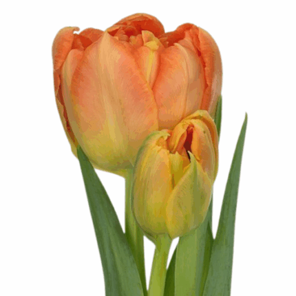 Tulip Dbl Mont Org canada