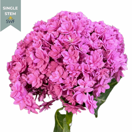 Hydrangea You&Me Together Pink