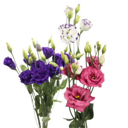 Lissy x5 Pink,Purple, Vareigated Pur./White