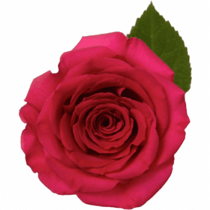 Rose Queen Berry 60cm priv col
